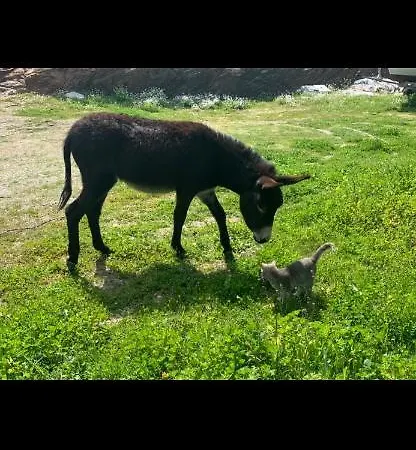 Sarris アパート *