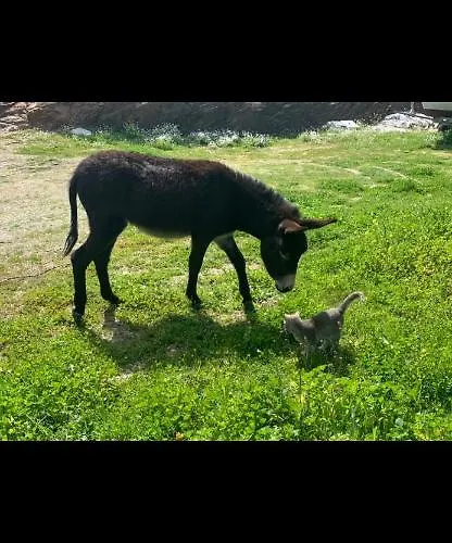 Sarris Appartement *